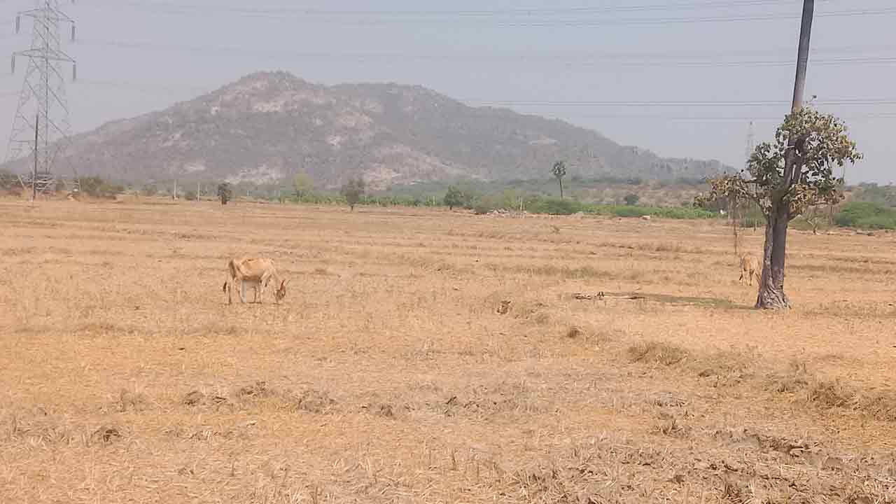 కళ తప్పిన జొన్నలబొగుడ