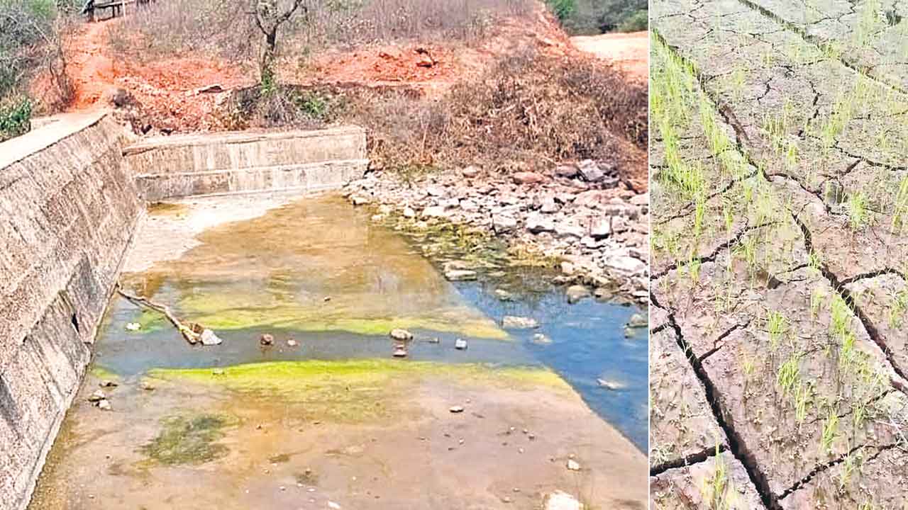 Peddapur Cheruvu | నీరులేక ఎండిపోయిన పెద్దాపూర్‌ పెద్ద చెరువు.. ప్రశ్నార్థకంగా వెయ్యి ఎకరాల ఆయకట్టు