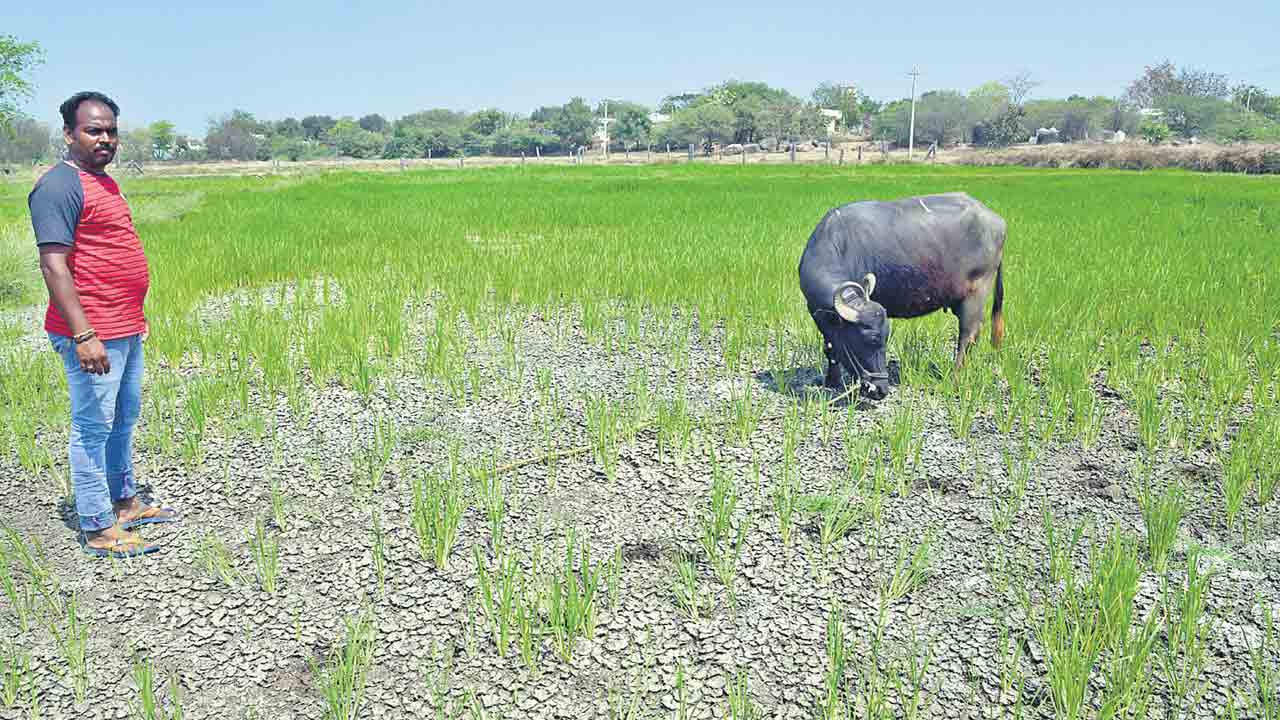 అడుగంటుతున్న ఆశలు