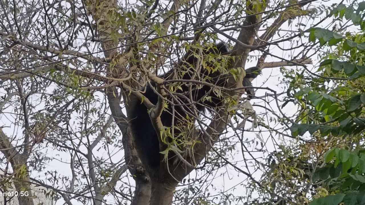 Sloth Bear | మానకొండూరులో ఎలుగుబంటి హల్‌చల్‌.. చెట్టుపైకి ఎక్కి కూర్చుకున్న భల్లూకం