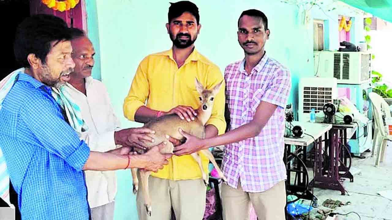 కొండగొర్రె పిల్ల అప్పగింత