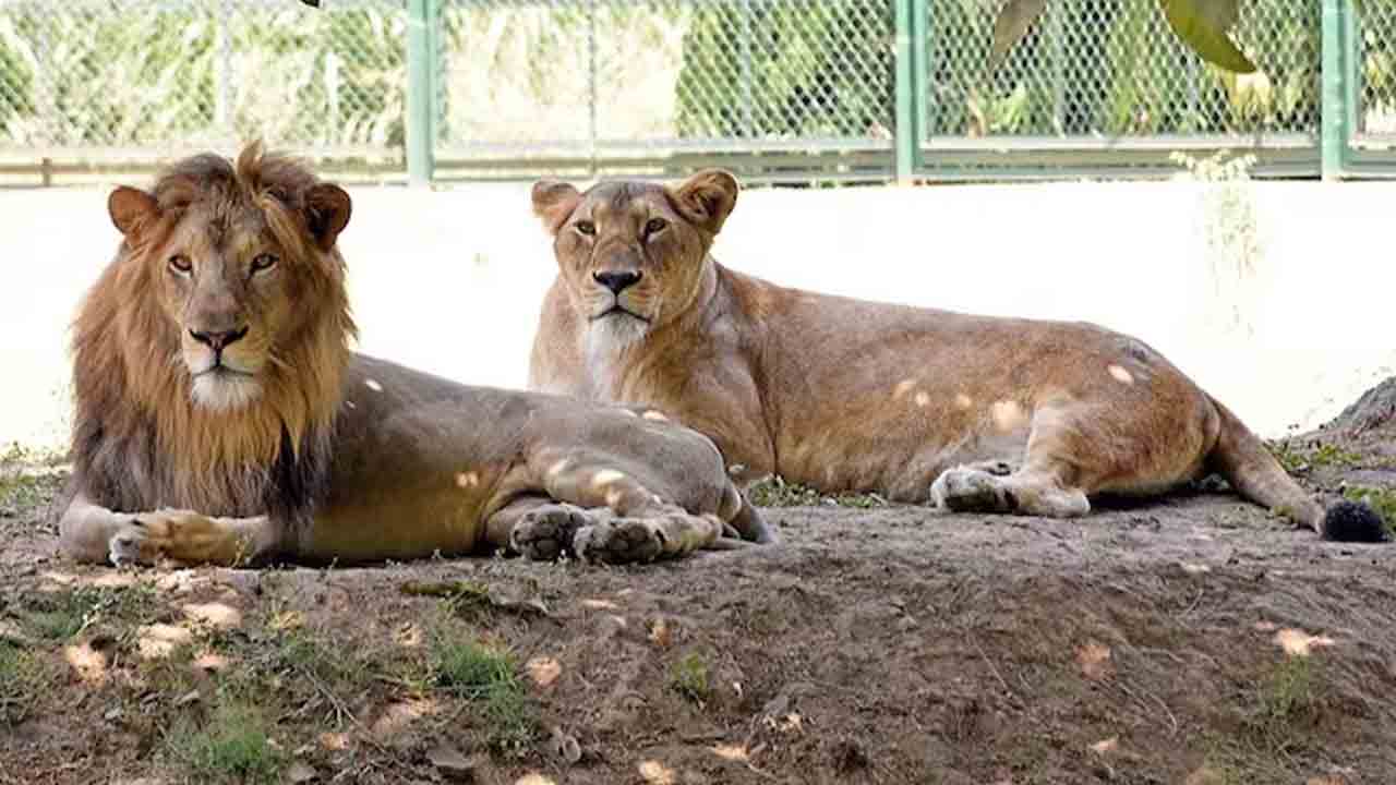 Sita – Akbar | సింహాలకు ఆ పేర్లపై బెంగాల్ సర్కార్‌కు కలకత్తా హైకోర్టు హితవు.. అదేమిటంటే..?!