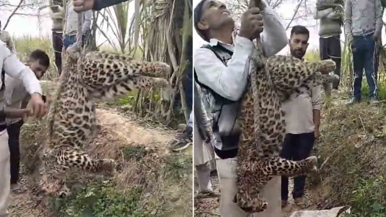 Watch: చిరుతను చంపి.. తలకిందులుగా చెట్టుకు వేలాడదీసిన జనం