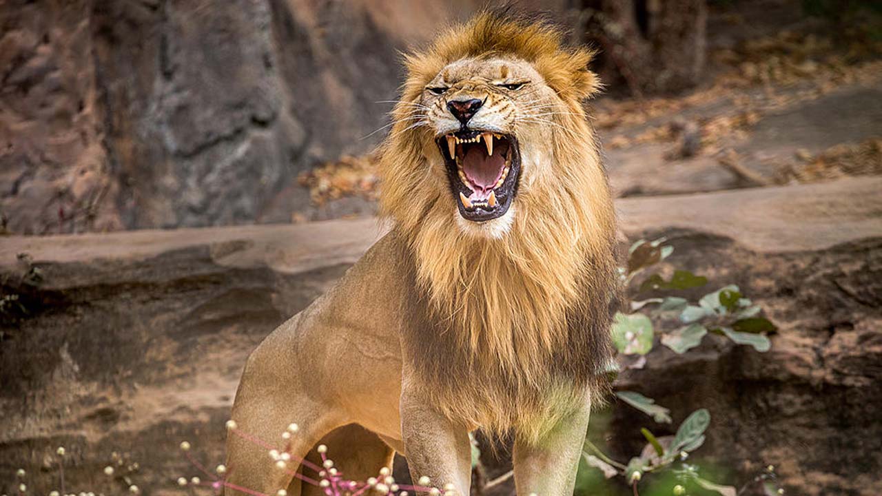 సింహంతో సెల్ఫీ దిగబోయి యువకుడి బలి