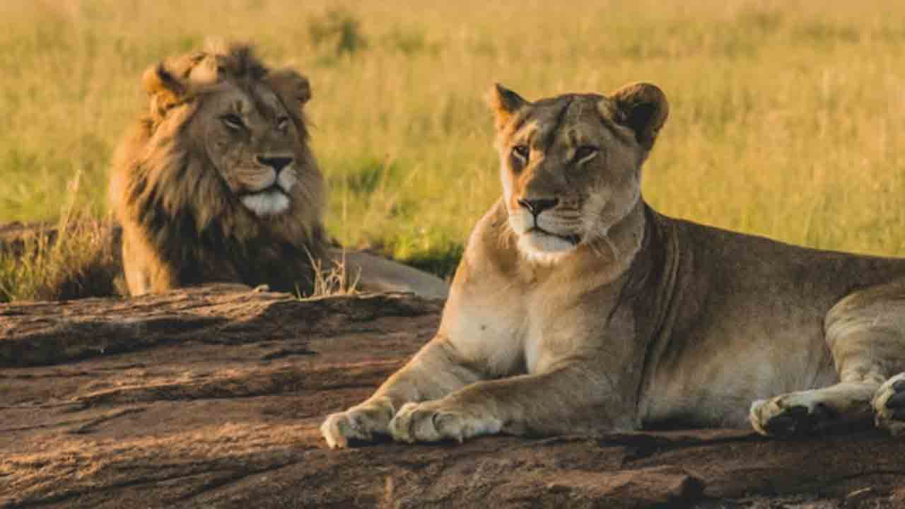 Lioness ‘Sita’ housed with lion ‘Akbar’ | ‘అక్బర్’ సింహం ఎన్క్లోజర్లో ఆడ సింహం ‘సీత’.. కోర్టును   ఆశ్రయించిన వీహెచ్పీ