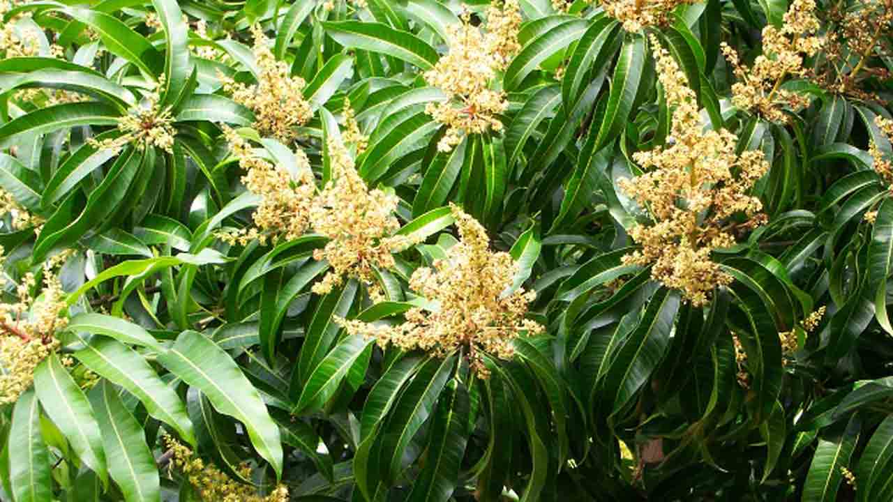 మామిడిలో విచ్చుకోని పూత