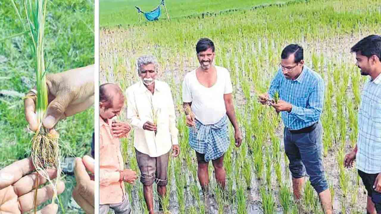వరికి మొగి పురుగు రైతన్నకు దిగులు