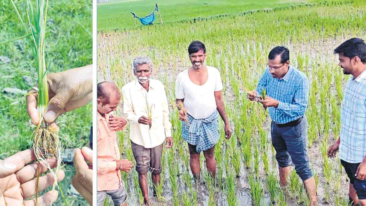 వరికి మొగి పురుగు రైతన్నకు దిగులు