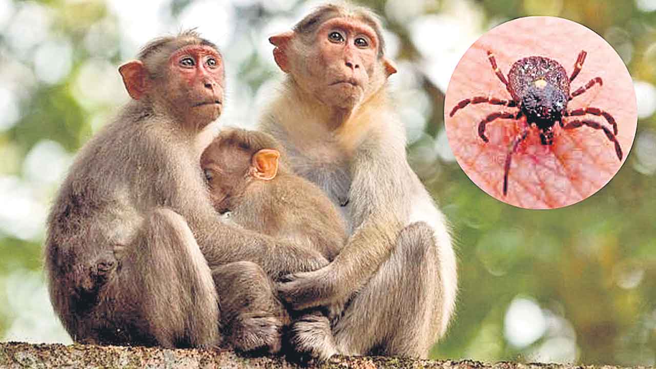 మంకీ ఫీవర్‌తో కర్ణాటకలో మరొకరి మృతి