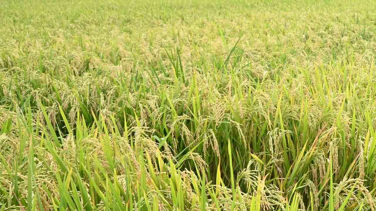 రైతుబంధు జాడేది?