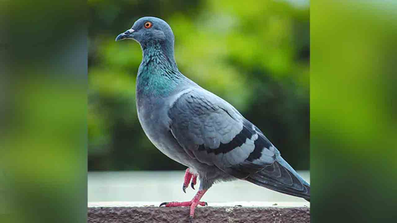 Pigeon Probed | 8 నెలలుగా పోలీస్‌ కస్టడీలో పావురం.. గూఢచర్యంపై దర్యాప్తు తర్వాత విడుదల
