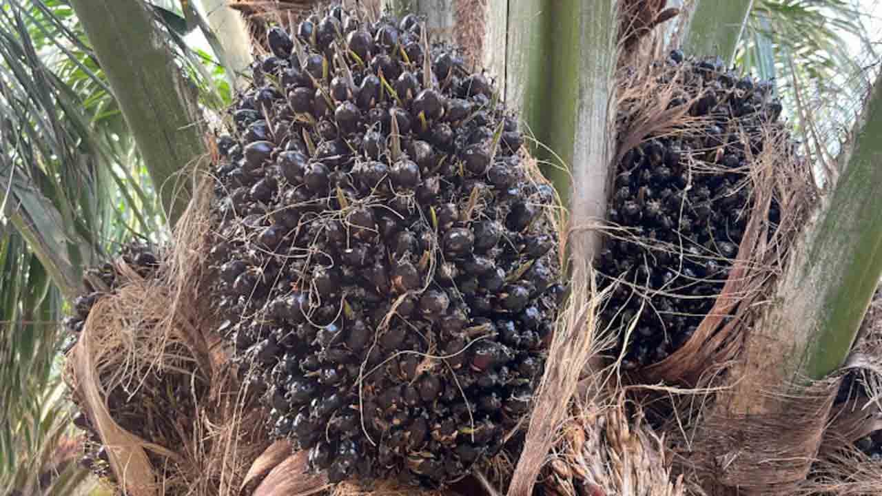 లక్ష్యం.. లక్ష ఎకరాలు