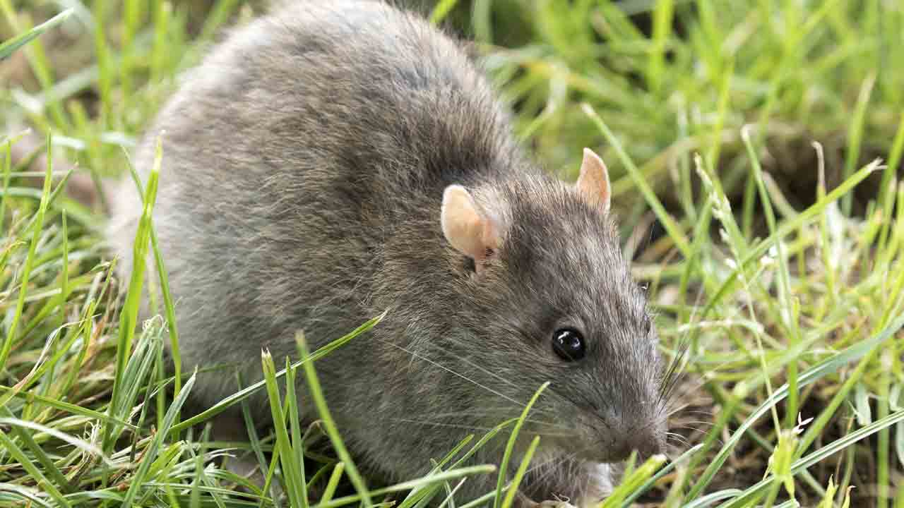 ఎలుకలకు చెల్లు‘చిట్టీ’!