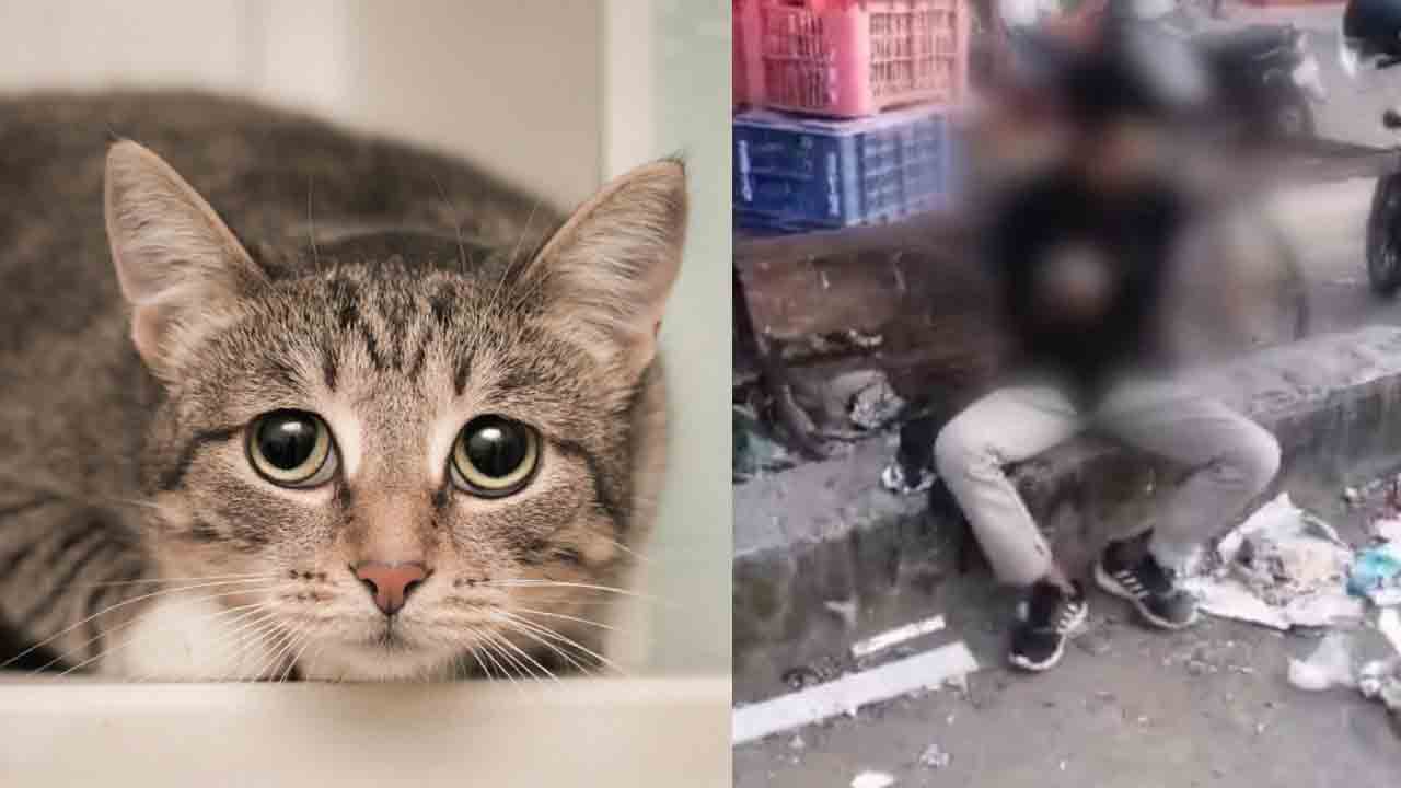 Cat Meat | హృదయవిదారకం.. ఆకలితో పిల్లి మాంసాన్ని పీక్కుతిన్న యువకుడు..!