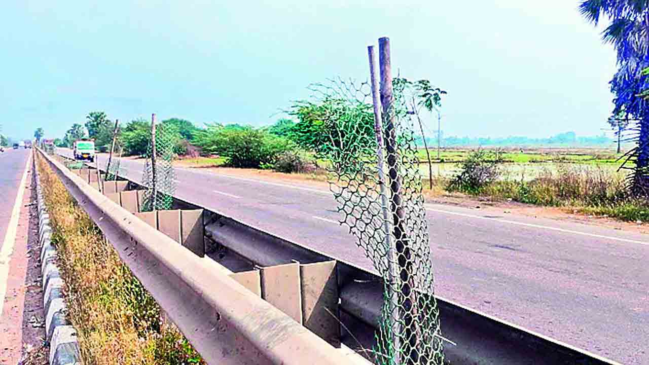 పచ్చదనం పై పట్టింపేది?