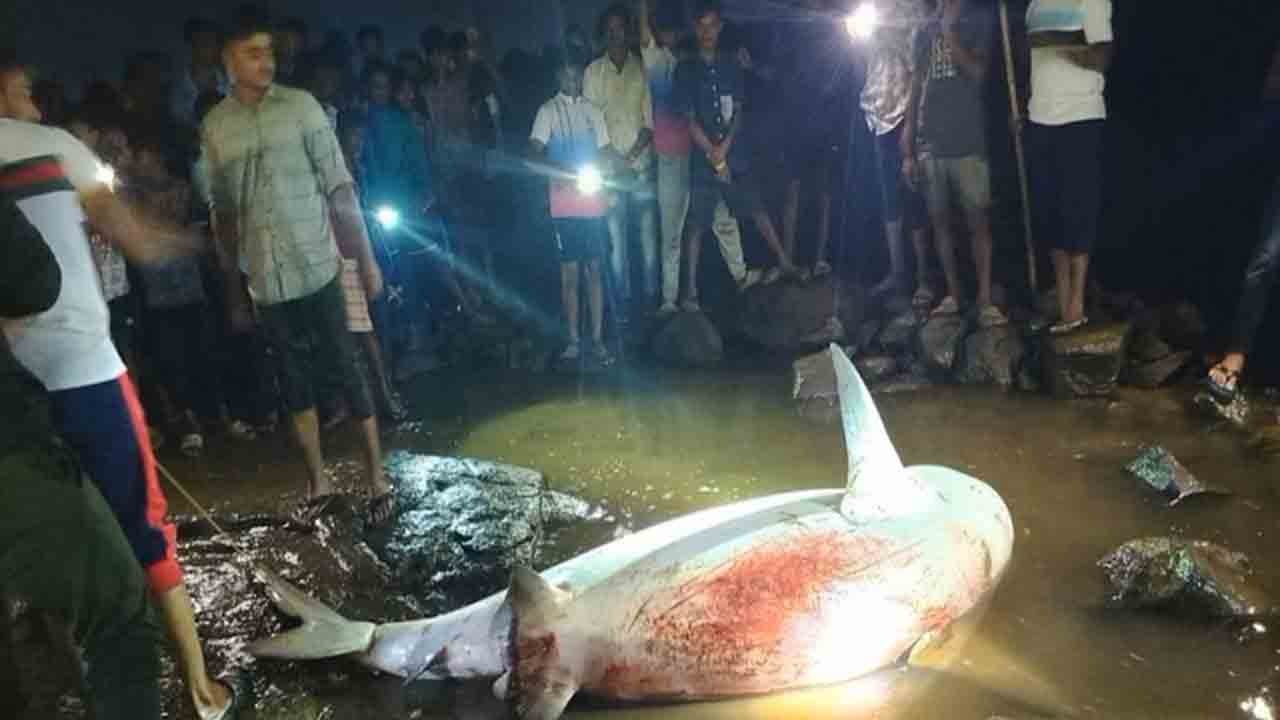 Shark Bites Man’s Leg | చేపలు పట్టేందుకు నదిలోకి దిగిన వ్యక్తి.. కాలు కొరికేసిన షార్క్‌