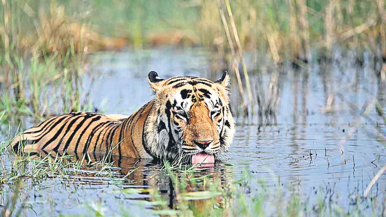 Tadoba Forest | తడోబాలో పులి రాజసం.. పసందైన విందును ఆరగించి, పక్కనే చెరువులో మునిగి
