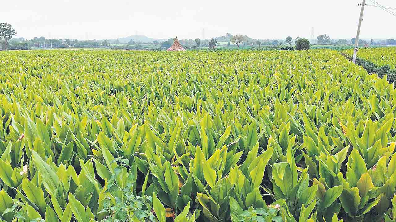 పసుపు రైతుకు ఆశలు..