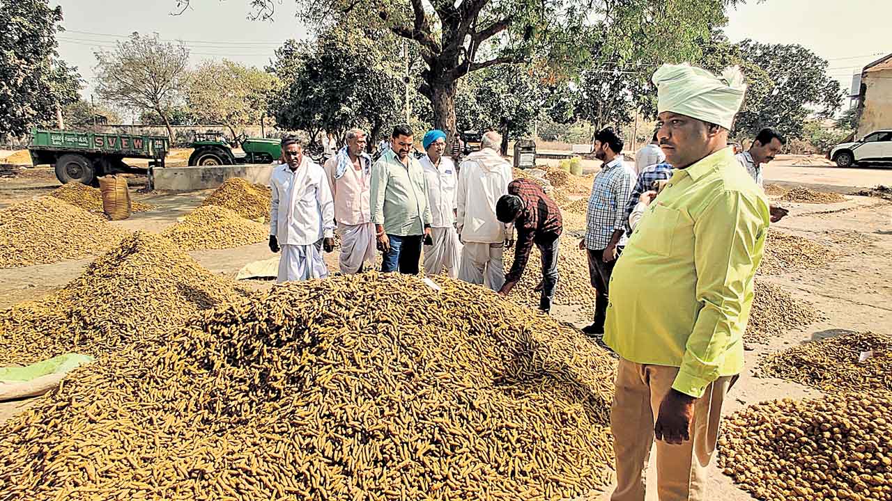 పసుపు క్వింటా @ 13,006