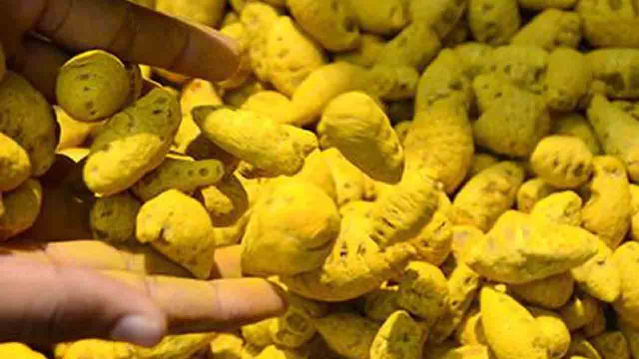 పసుపు క్వింటాల్‌@ 12,559