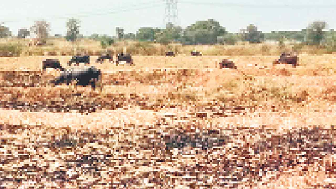 5 వేల నుంచి 300 ఎకరాలకు..