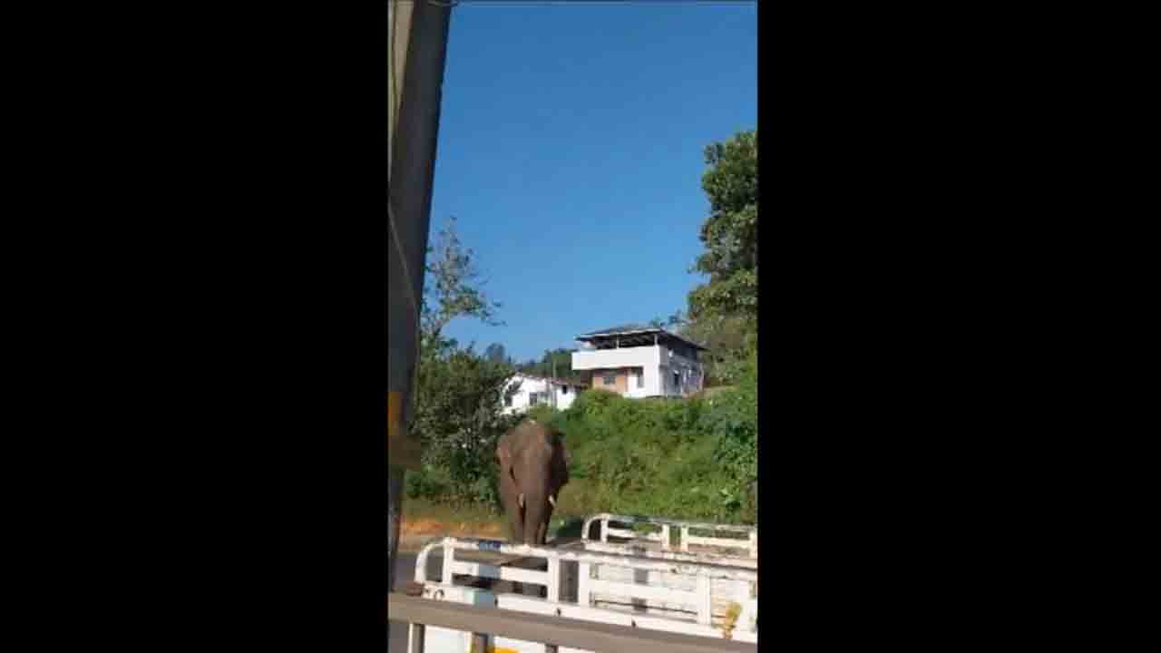 Wild Elephant | దారితప్పి జనావాసాల్లోకి గజరాజు.. బంధించి తీసుకెళ్లే పనిలో అటవీ అధికారులు.. Video