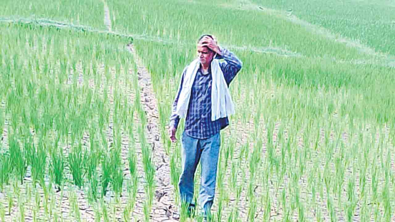 ఎండుతున్న ‘ఎలబోతారం’