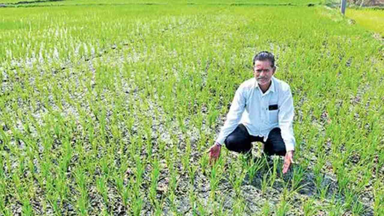 యాసంగి వరి సాగు గట్టెక్కేదెలా?