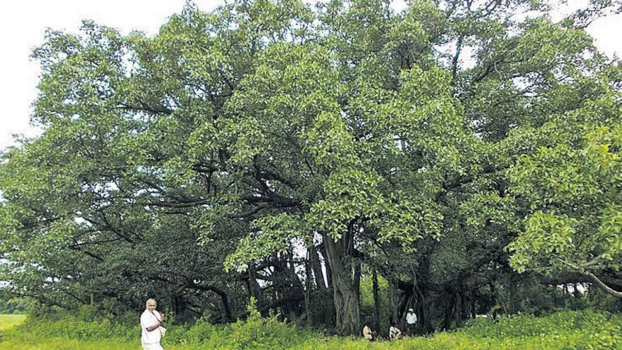 అనగనగా ఓ మర్రిచెట్టు..