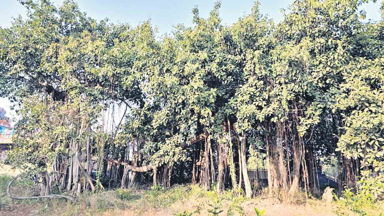 Jagtial | ప్రమాదపుటంచున మహావృక్షరాజం పైడిమడుగు మర్రి