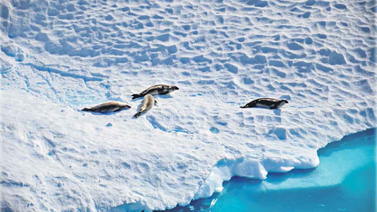 Bird Flu | అంటార్కిటికాలో తొలి బర్డ్‌ఫ్లూ కేసు.. శాస్త్రవేత్తల కీలక హెచ్చరిక..!