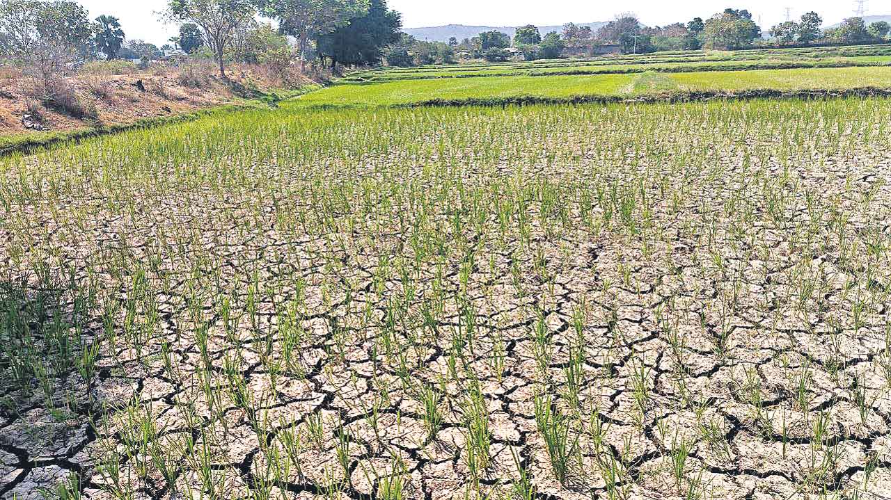 Telangana | కరువు కోరల్లో యాసంగి సాగు.. కృత్రిమ సాగునీటి కొరతతో ఆగమవుతున్న పంటలు