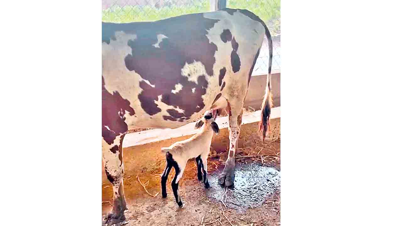 Viral news | గొర్రెకు పాలిచ్చిన ఆవు.. జోగుళాంబ గద్వాల జిల్లాలో ఘటన