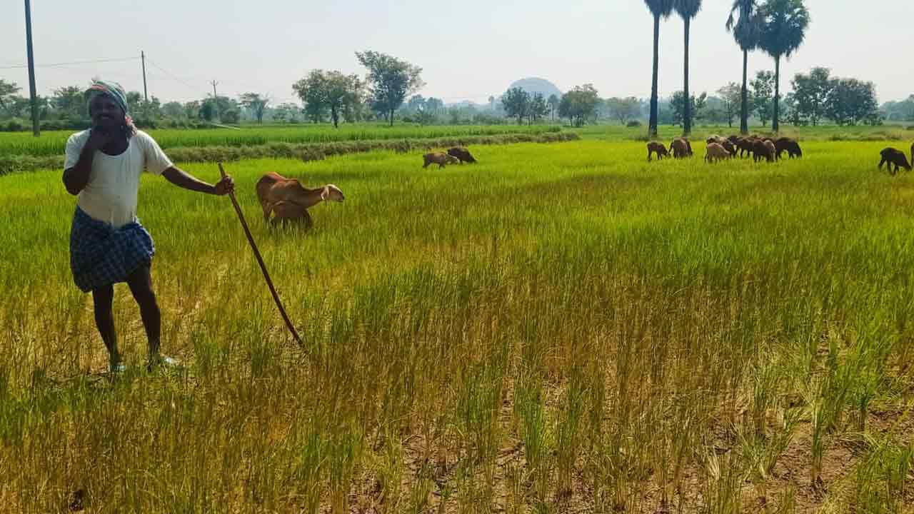 కరువు కోరల్లో పెన్‌పహాడ్‌