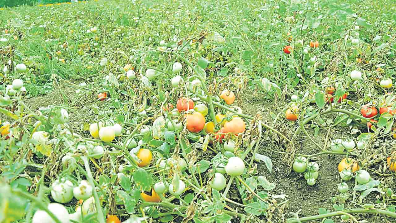 కొరత తీరేలా.. రాబడి పెరిగేలా