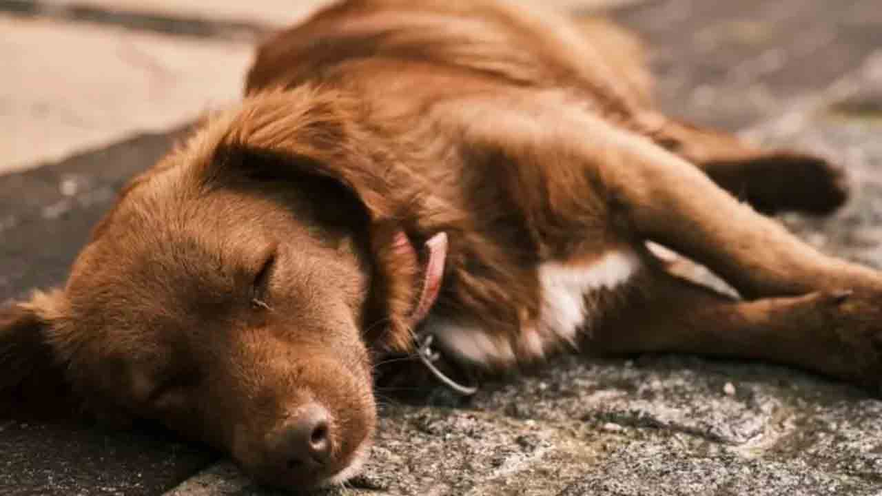 Dog | పేలుడు ప‌దార్థాల‌ను కొరికిన కుక్క‌.. ఆ త‌ర్వాత ఏం జ‌రిగిందంటే..?