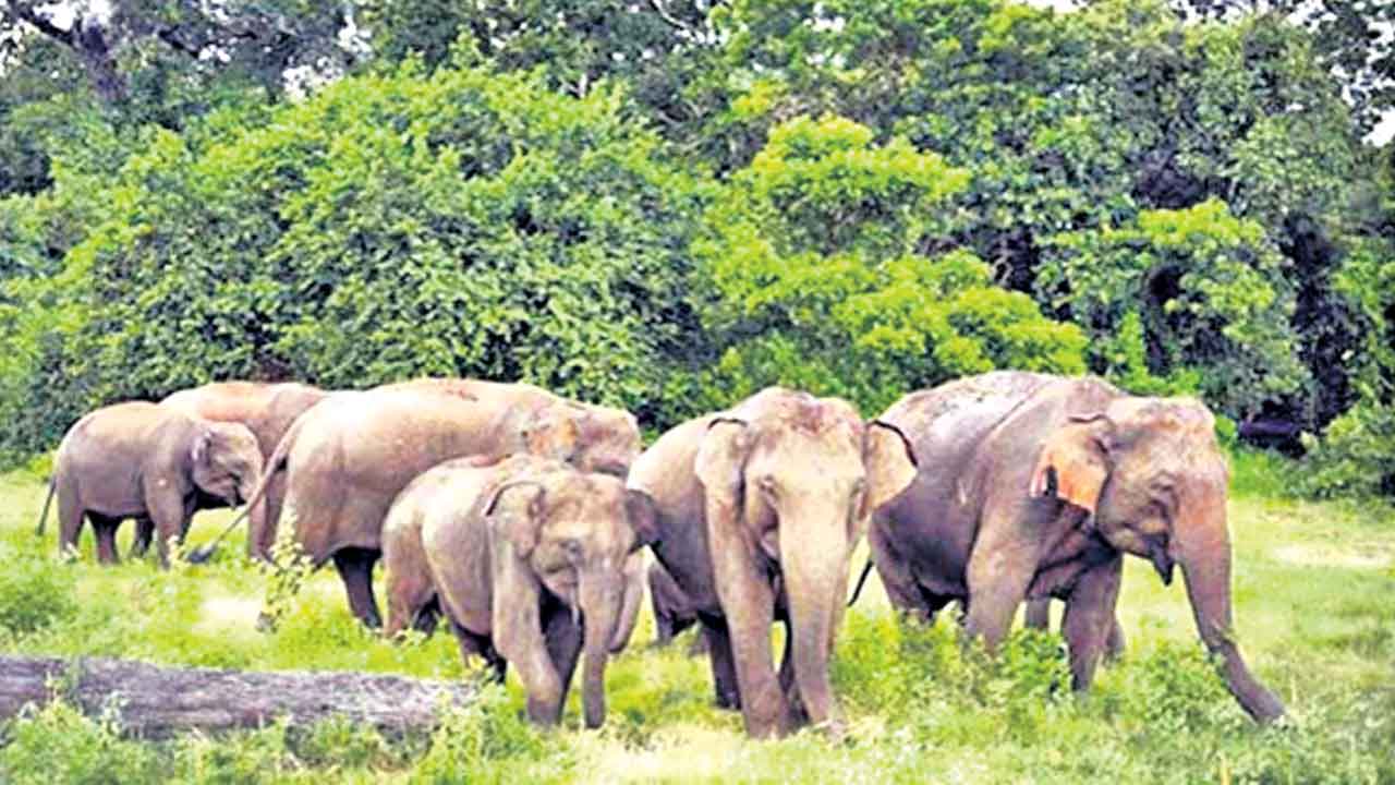 ఏనుగమ్మ ఏనుగు