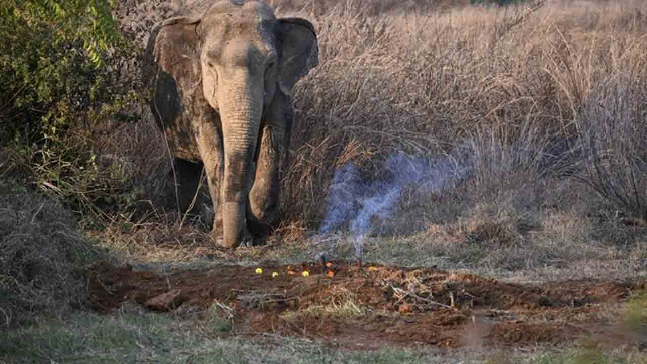 Elephant | బిడ్డ స‌మాధి వ‌ద్ద‌.. బోరున విల‌పించిన ఏనుగు