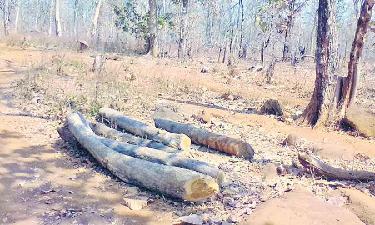 అటవీశాఖలో ఇంటి దొంగలు