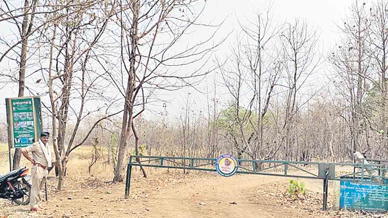 వనంపై నిఘా