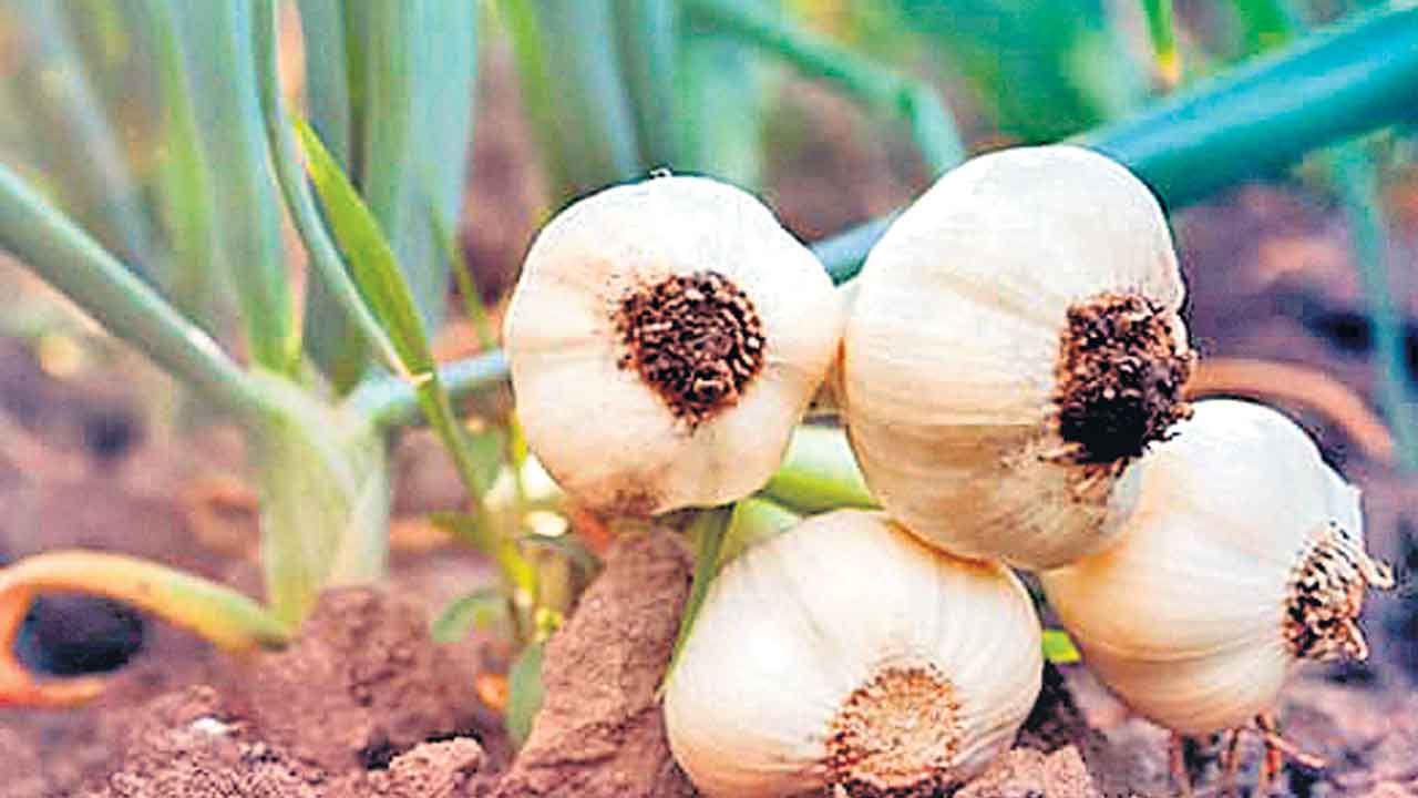 వెల్లుల్లికి డిమాండ్‌.. పొలాల్లో కెమెరాలు