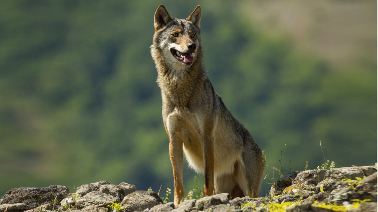 Indian Wolf | తోడేళ్లు ఇలా ఎందుకు ప్రవర్తిస్తున్నాయి.. అధ్యయనంలో సంచలన విషయాలు