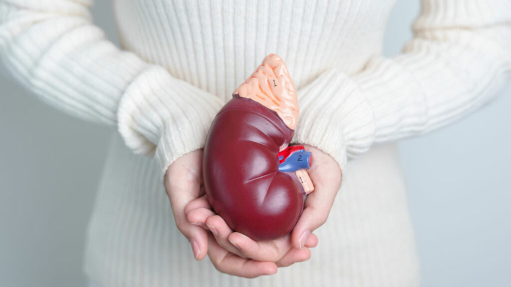 Kidney1