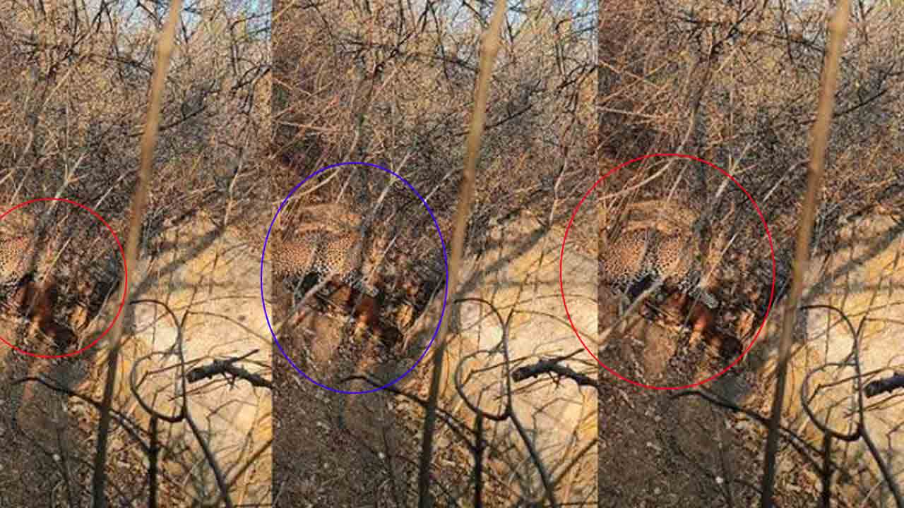 Leopard | వ‌న‌ప‌ర్తి జిల్లాలో చిరుత సంచారం.. మేక‌లపై దాడులు