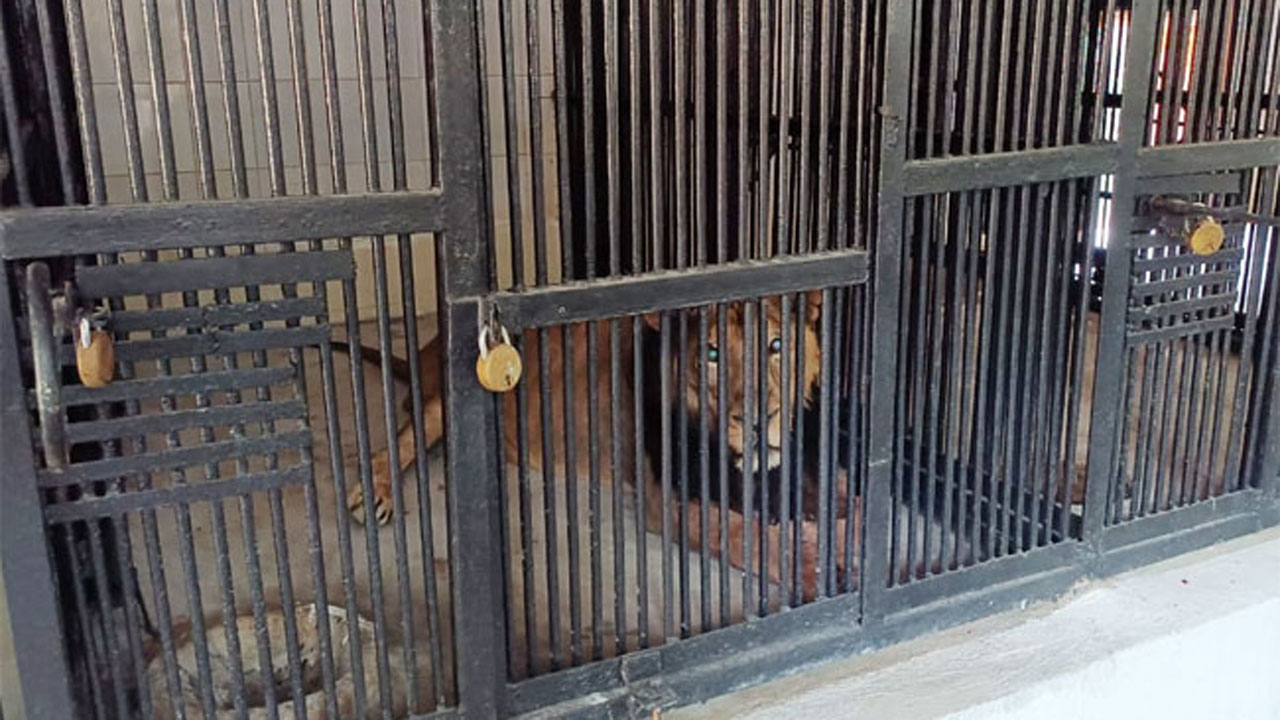 Tirupati Zoo Park | తిరుపతి జూలో మనిషిని చంపిన సింహం.. నైట్‌ హౌస్‌లోకి!