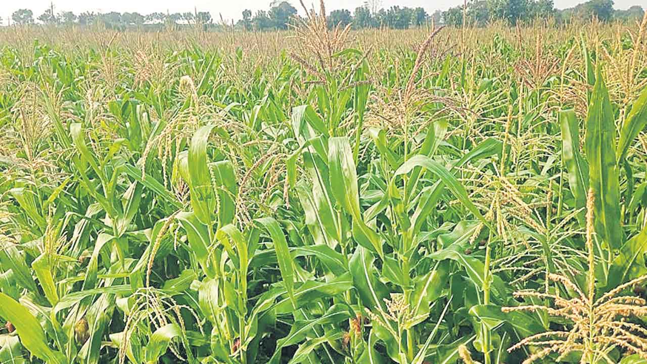 మొక్కజొన్న సాగుపై మక్కువ