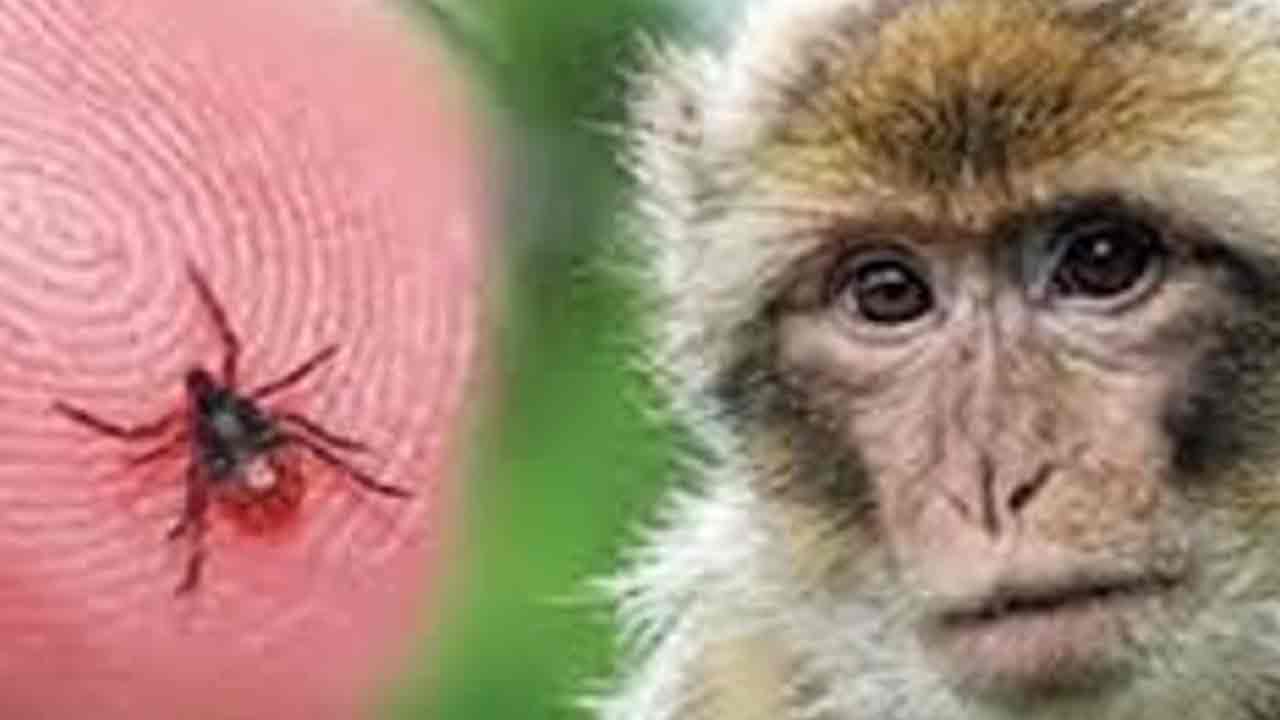 Monkey Fever: క‌ర్నాట‌క‌లో మంకీ ఫీవ‌ర్‌.. నాలుగుకు చేరిన మృతుల సంఖ్య‌