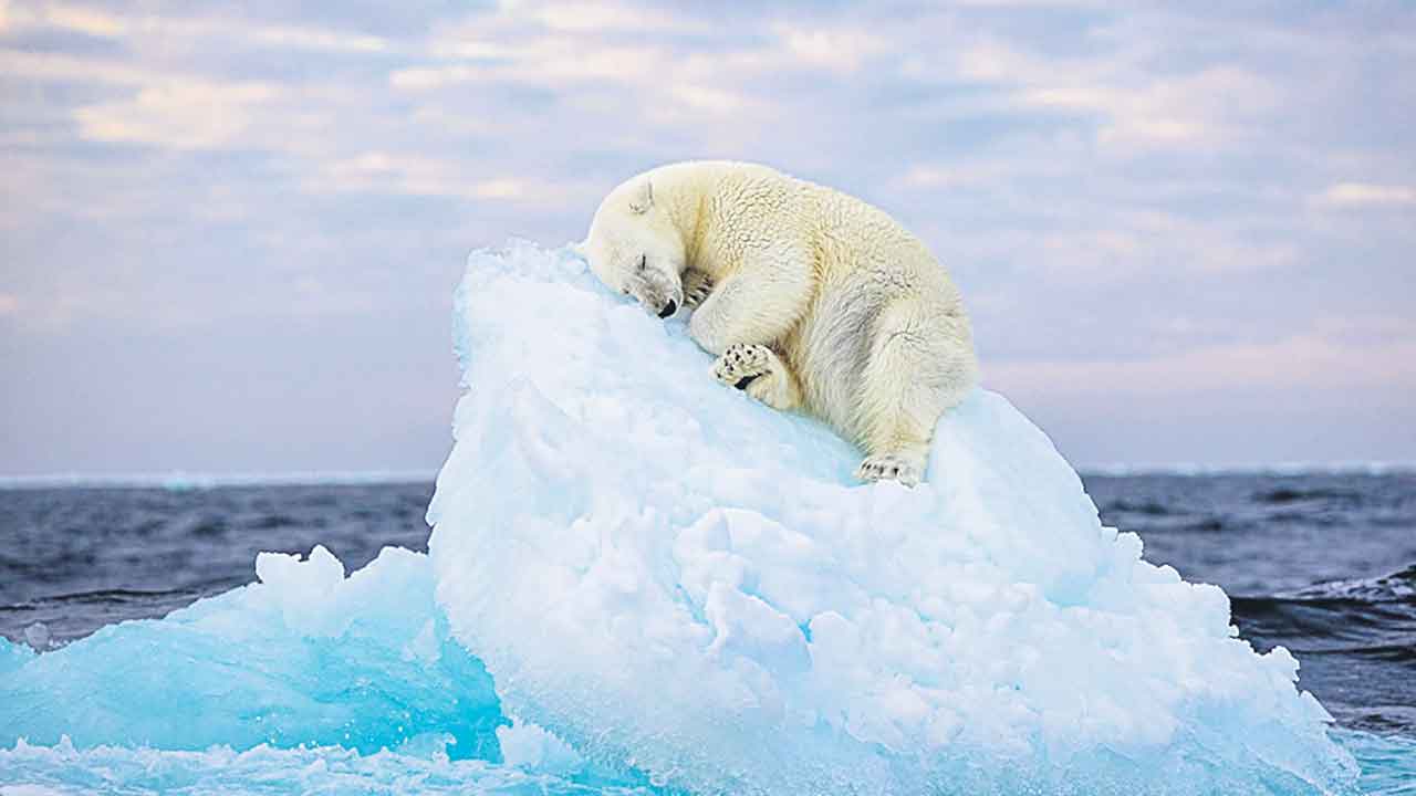 Polar Bear | మంచు పలకపై ఆదమరిచి నిద్రపోతున్న ధ్రువపు ఎలుగుబంటి