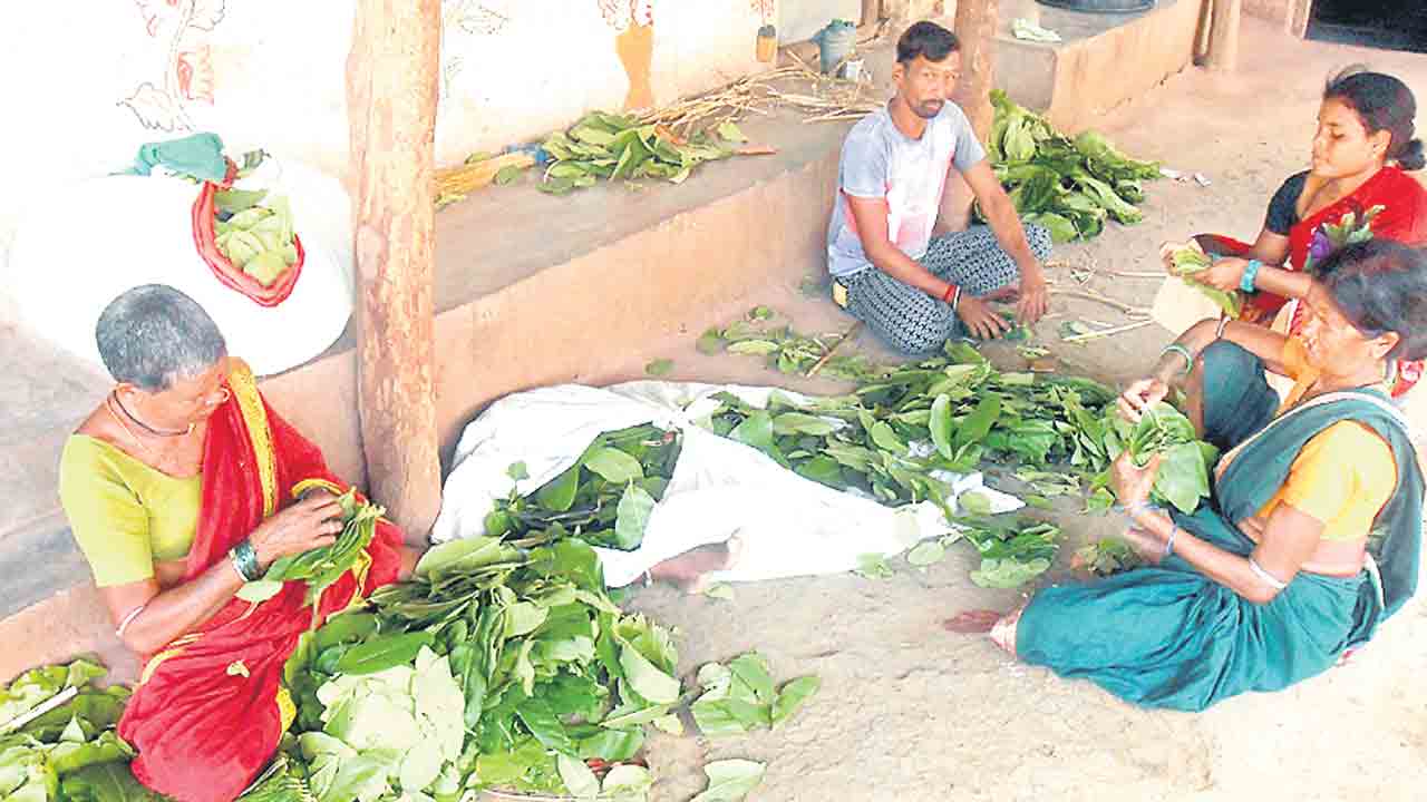 తునికాకు సేకరణపై సందిగ్ధం