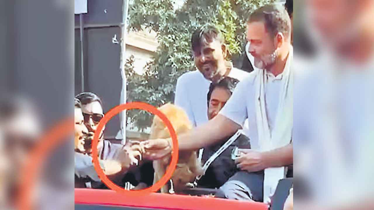 కార్యకర్తలు కుక్కలా?!